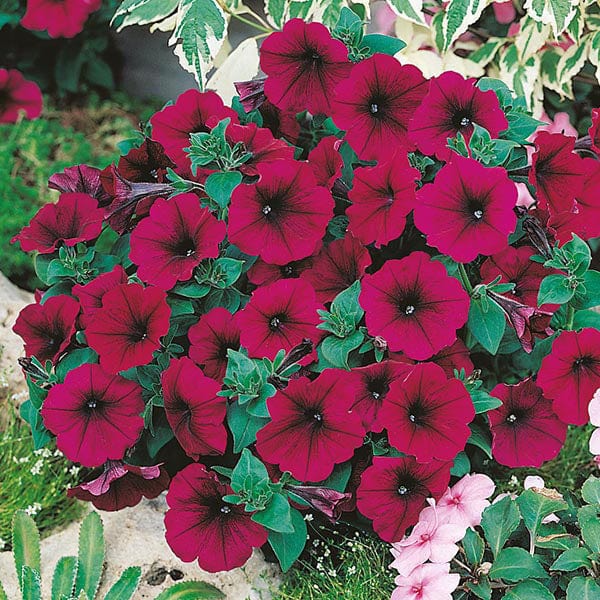 Petunia Mirage Velvet F1 Seeds