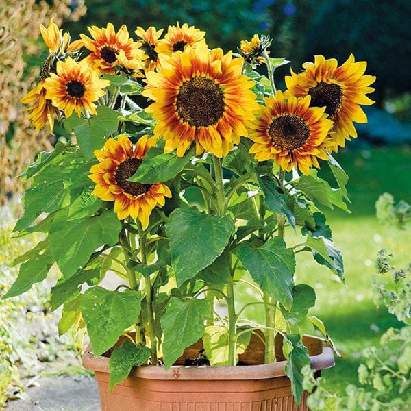 Sunflower Solar Flash F1 Seeds