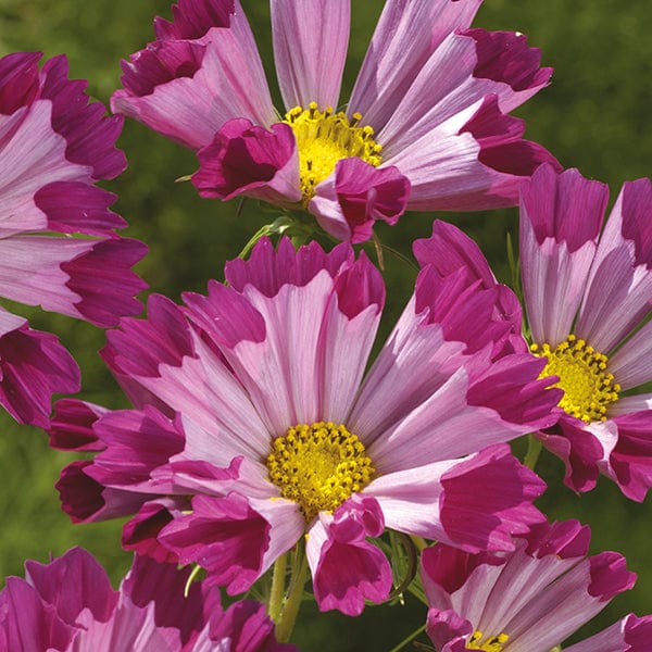 Cosmos Seashells Red Seeds