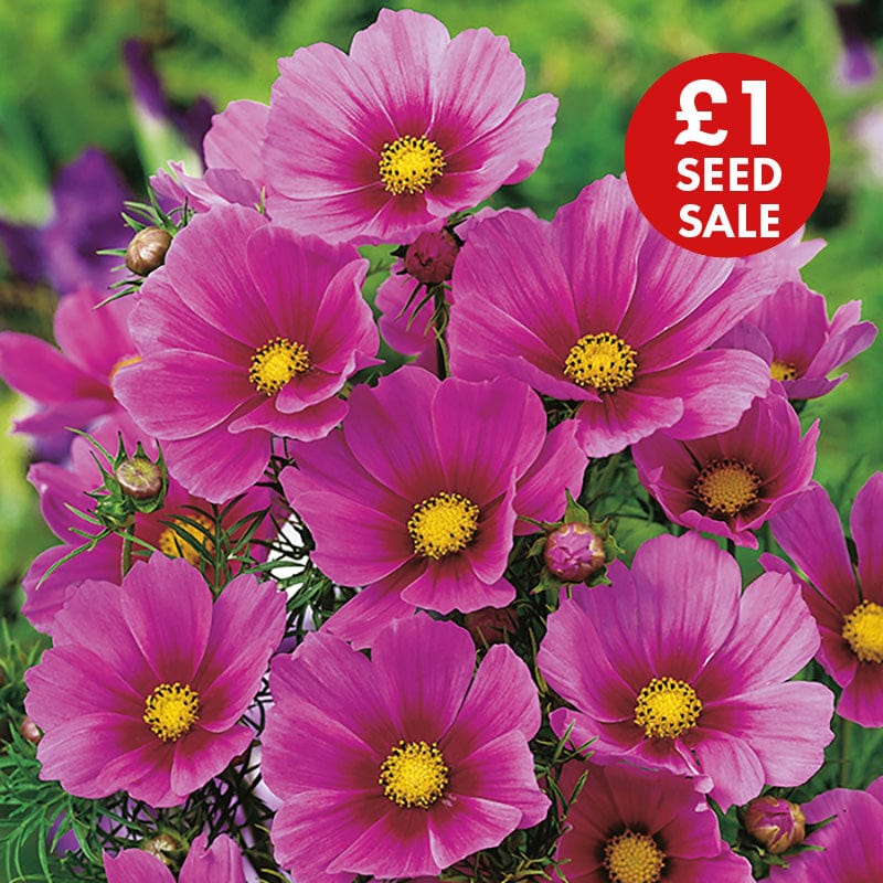 Cosmos Tetra Versailles Dark Rose Seeds