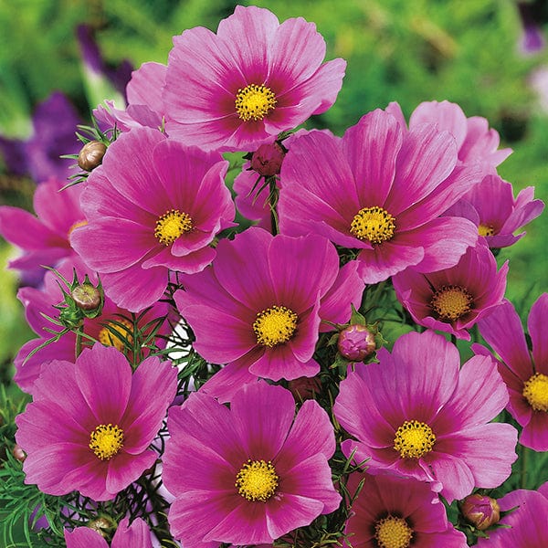 Cosmos Tetra Versailles Dark Rose Seeds