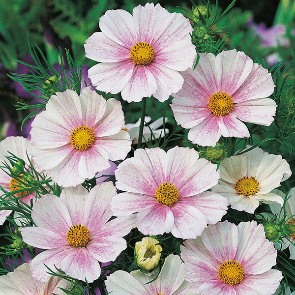 Cosmos Tetra Versailles Flush Seeds