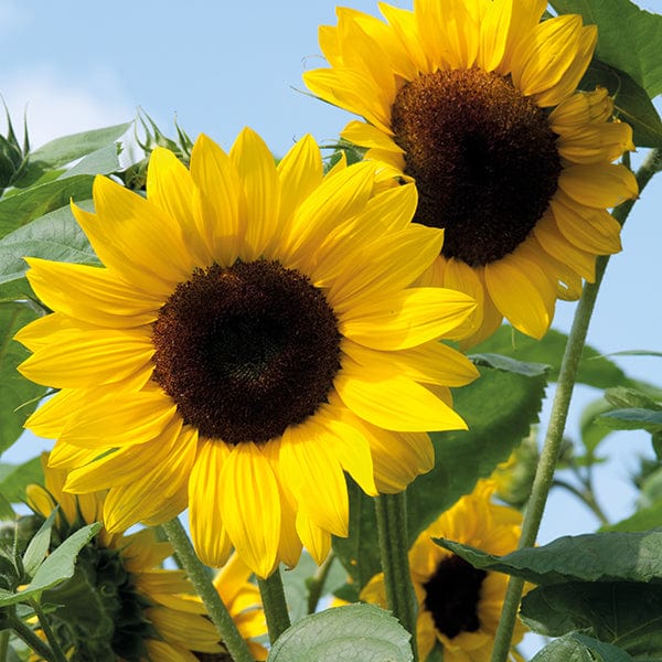 Sunflower Soleo F1 Seeds