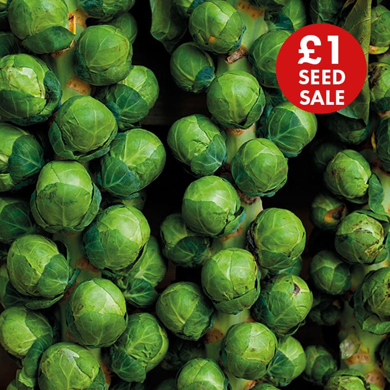 Brussels Sprout Brodie F1 Seeds