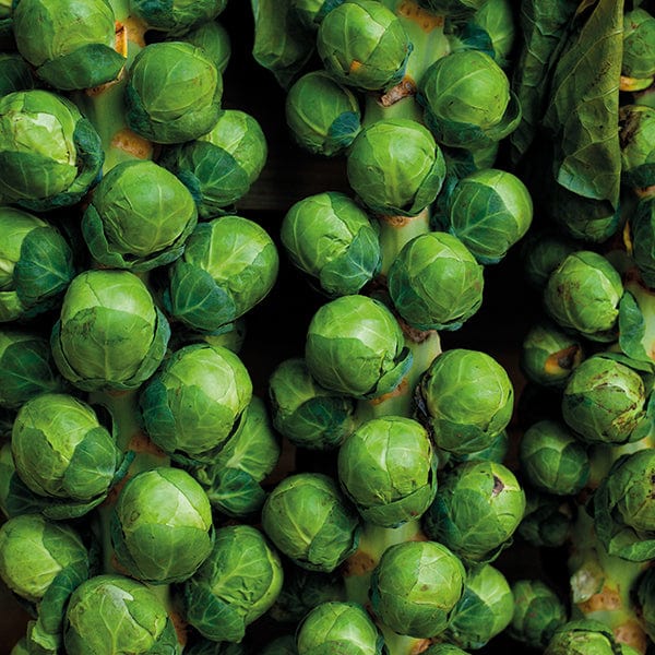 Brussels Sprout Brodie F1 Seeds from Mr Fothergill s Seeds and Plants