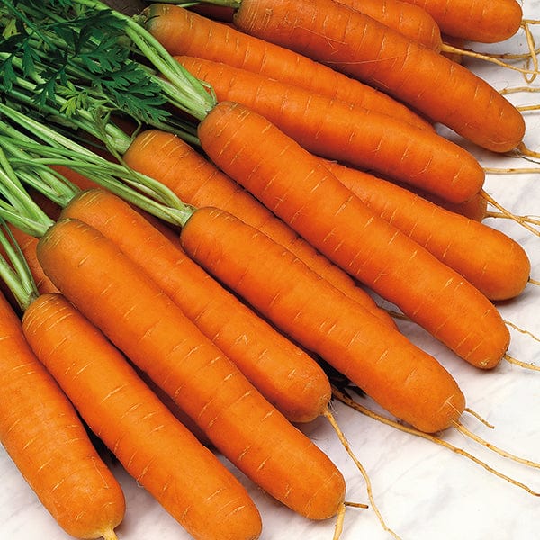 Carrot Norfolk F1 Seeds