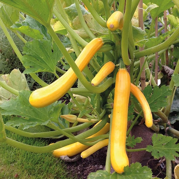 Courgette Shooting Star F1 Seeds