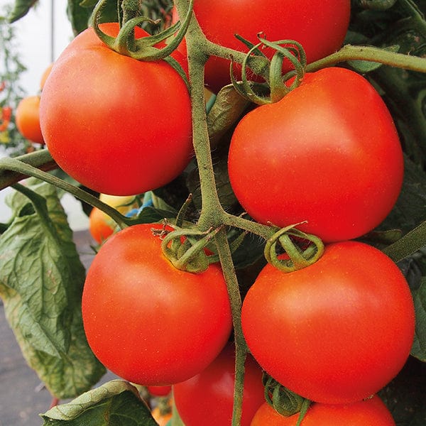 Tomato Akron F1 Seeds
