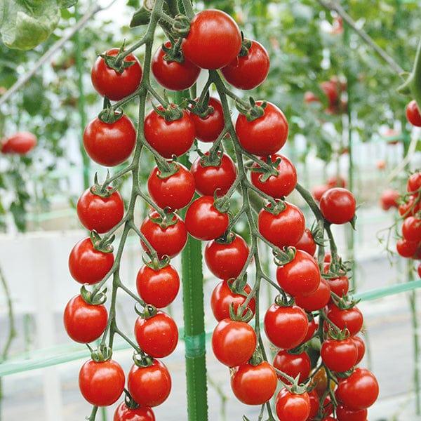 Tomato Suncherry Smile F1 Seeds