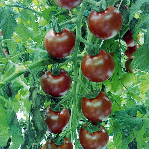 Tomato Sunchocola F1 Seeds