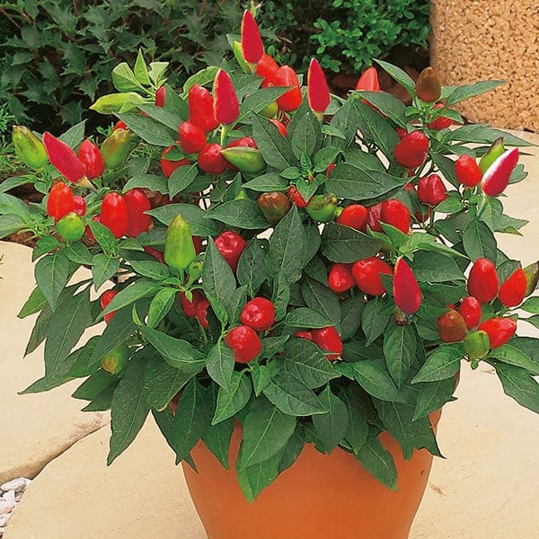 David Domoney, Get Growing Pepper Hot Mix