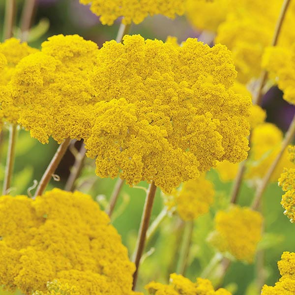 Achillea filipendulina Cloth of Gold Seeds