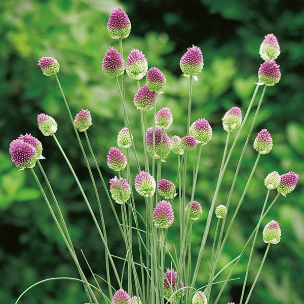 Allium sphaerocephalon Seeds