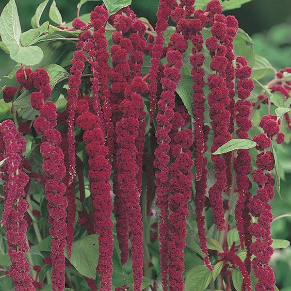 Amaranthus Love Lies Bleeding Seeds