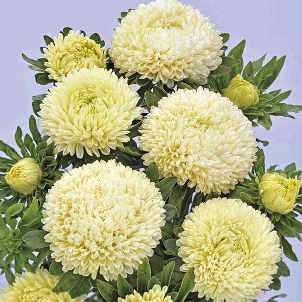 Aster Balloon Yellow Seeds