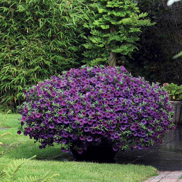 Calibrachoa Kabloom Deep Blue F1 Seeds