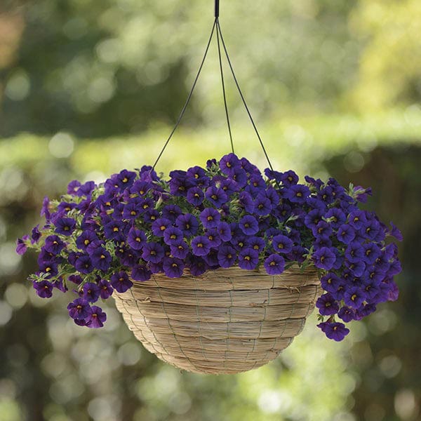 Calibrachoa Kabloom Deep Blue F1 Seeds