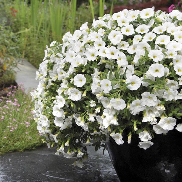 Calibrachoa Kabloom White F1 Seeds