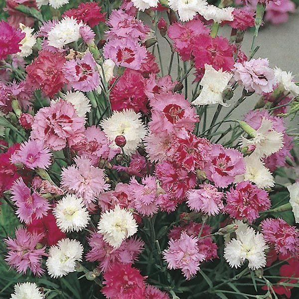 Dianthus (Garden Pink) Spring Beauty Seeds