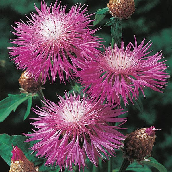 Persian Cornflower Seeds