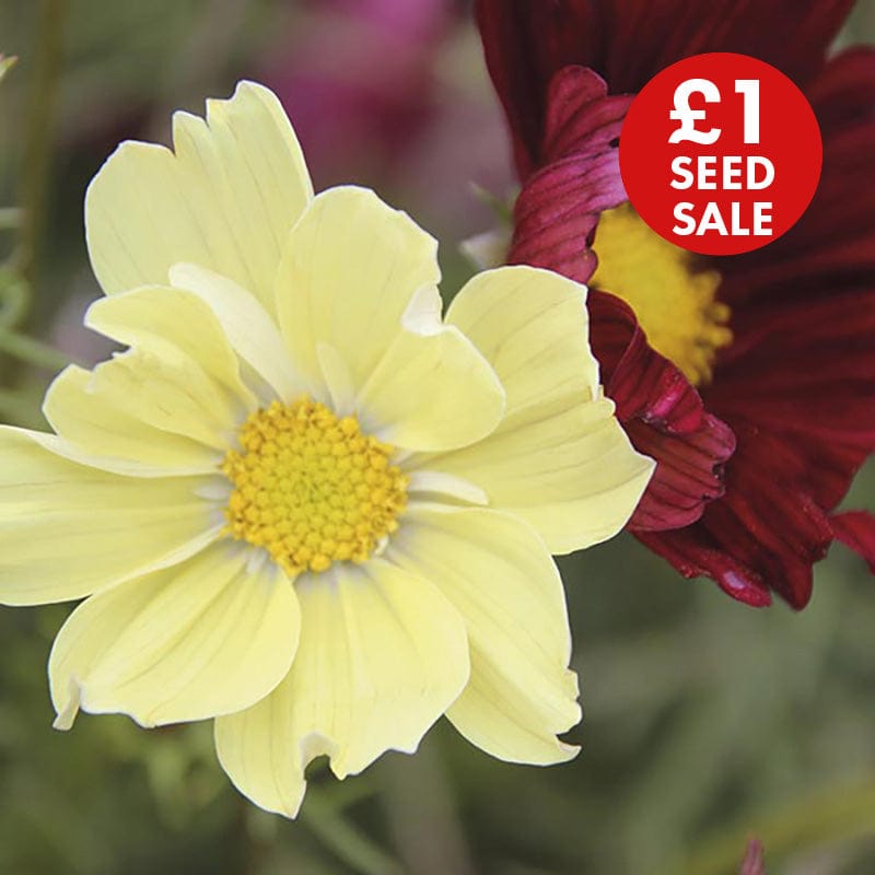 Cosmos Xanthos & Rubinato Mixed Seeds