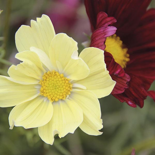 Cosmos Xanthos & Rubinato Mixed Seeds