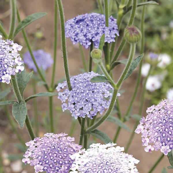 Didiscus Lace Mixed Seeds