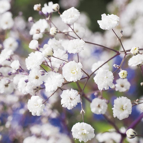 Gypsophila paniculata Snowflake Seeds