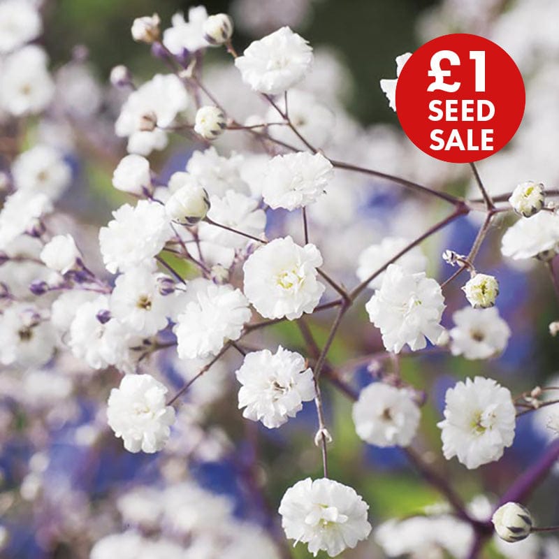 Gypsophila paniculata Snowflake Seeds