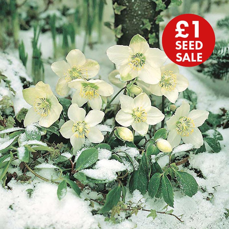 Hellebore Christmas Rose Seeds