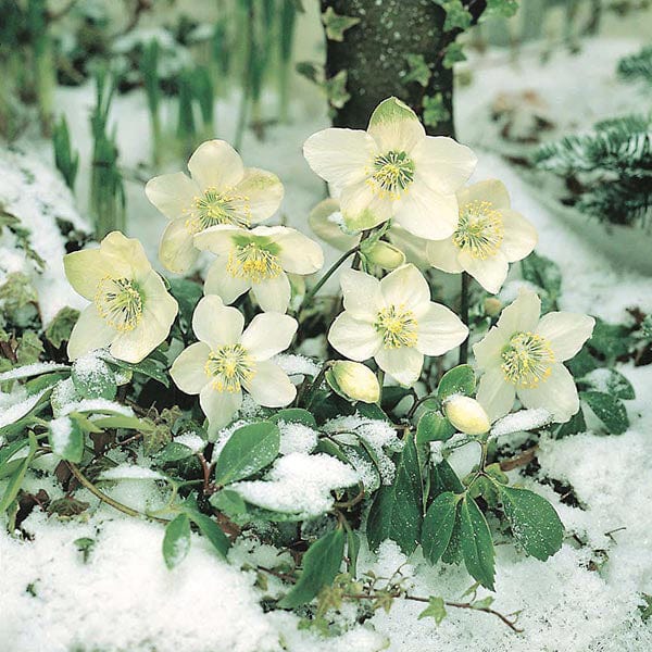 Hellebore Christmas Rose Seeds