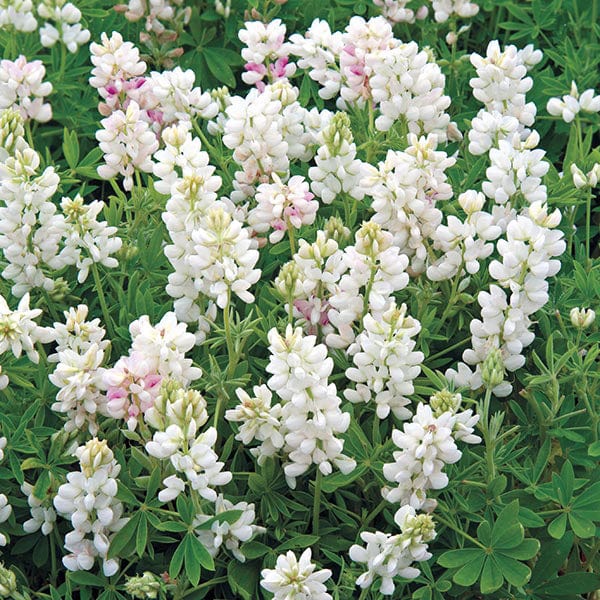 Lupin Snow Pixie Seeds