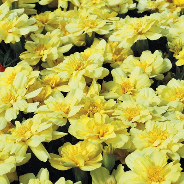 Marigold (French) Alumia Vanilla Cream Seeds