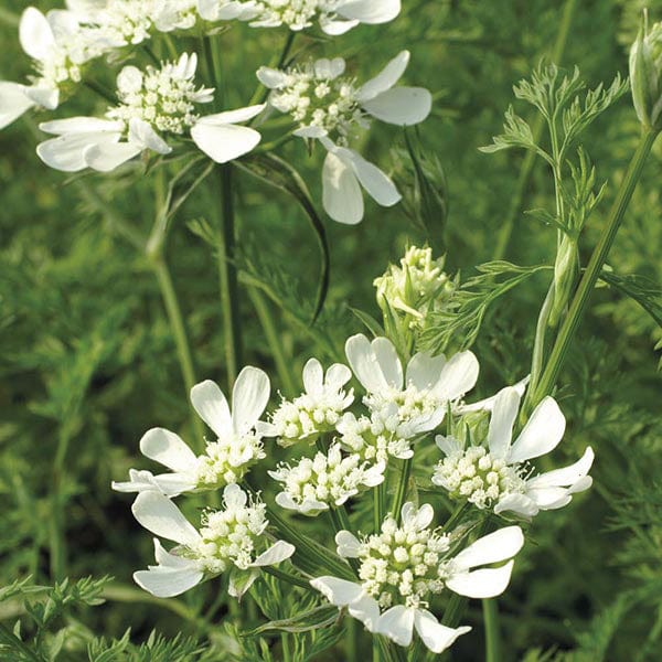 Orlaya White Lace Flower Seeds