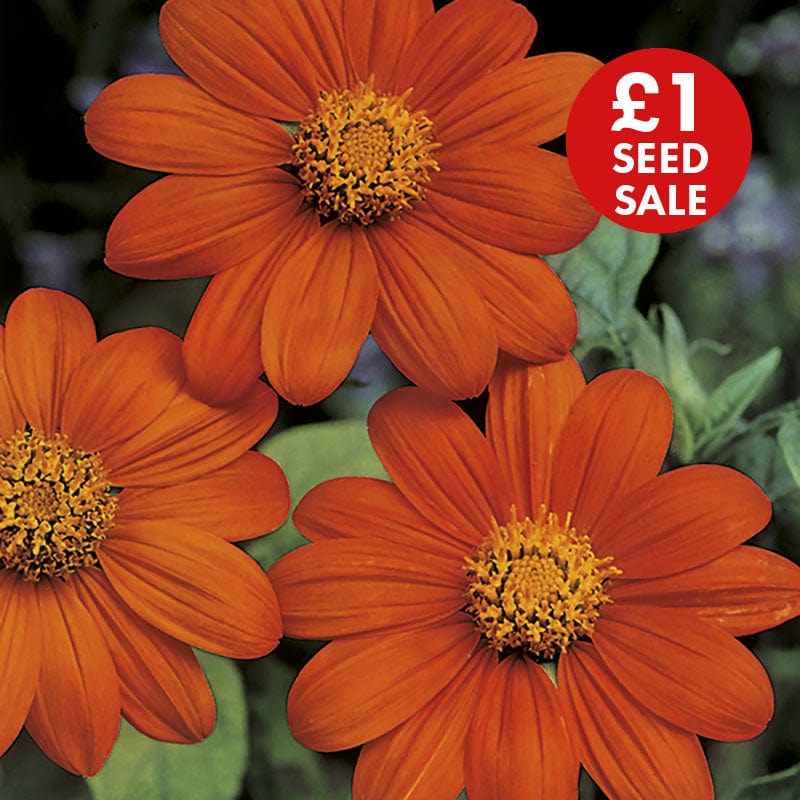 Tithonia Torchlight Seeds