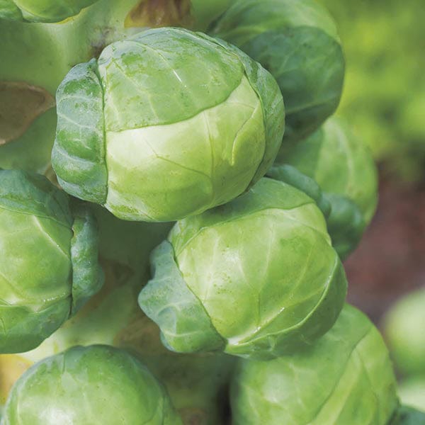Brussels Sprout Attwood F1 Seeds