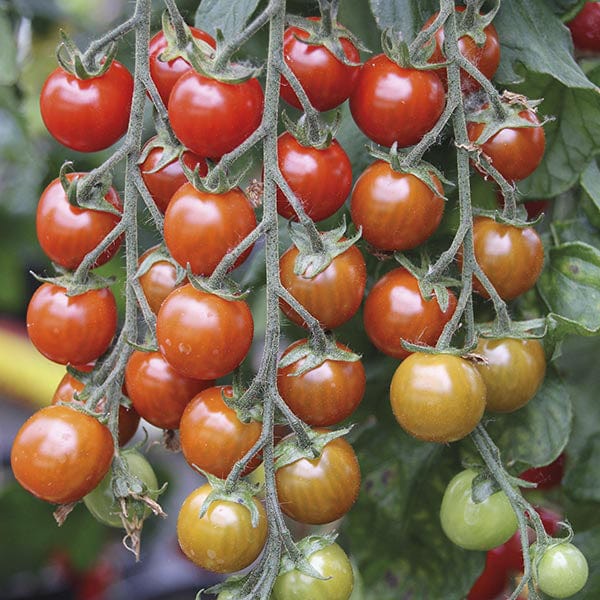 Tomato Suncherry Premium F1 Seeds