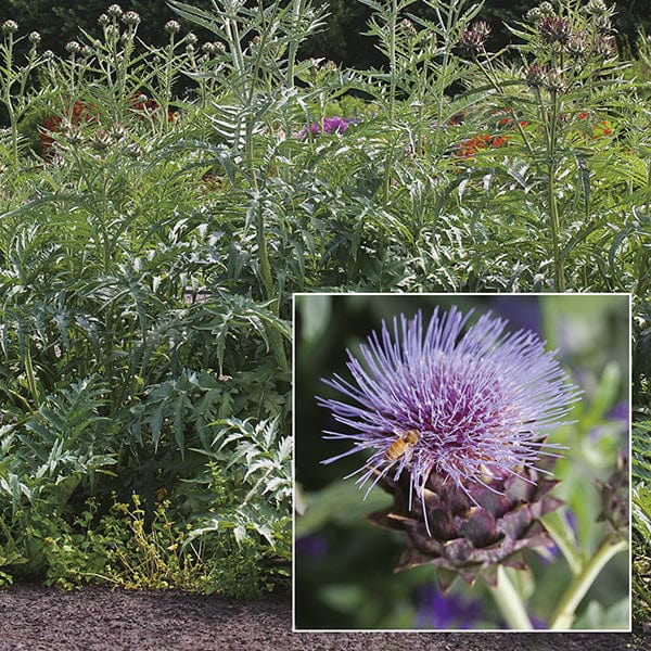 Cardoon Seeds