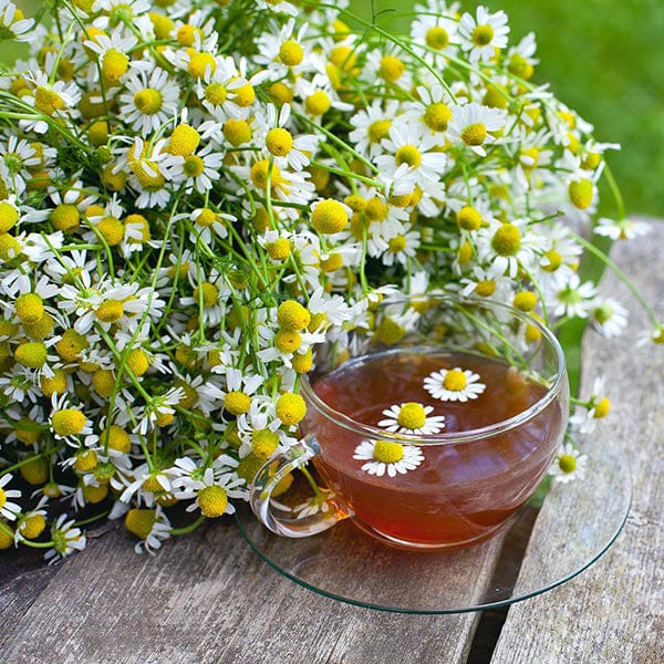 Chamomile Seeds