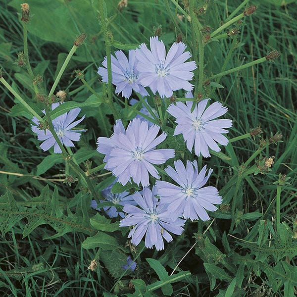 Cichorium intybus (Chicory) Seeds