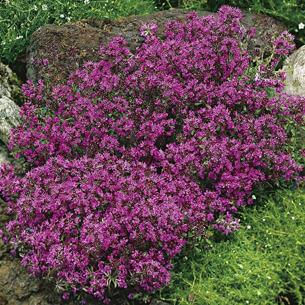 Thymus (Thyme) praecox Creeping Red Seeds