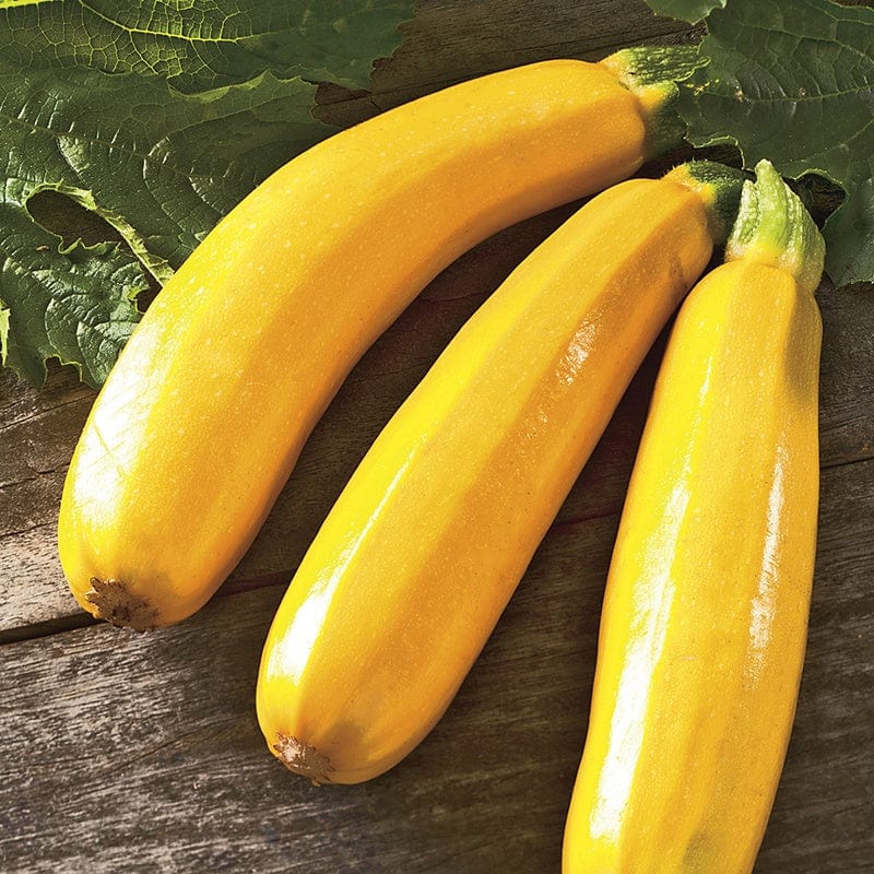 Courgette Golden Dawn III F1 Seeds