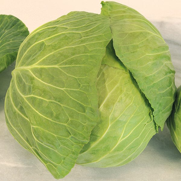 Cabbage Cabbice F1