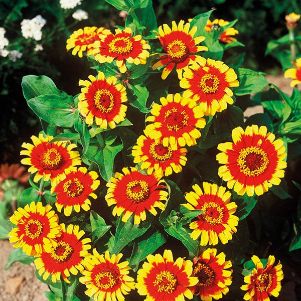 Zinnia Sombrero Seeds