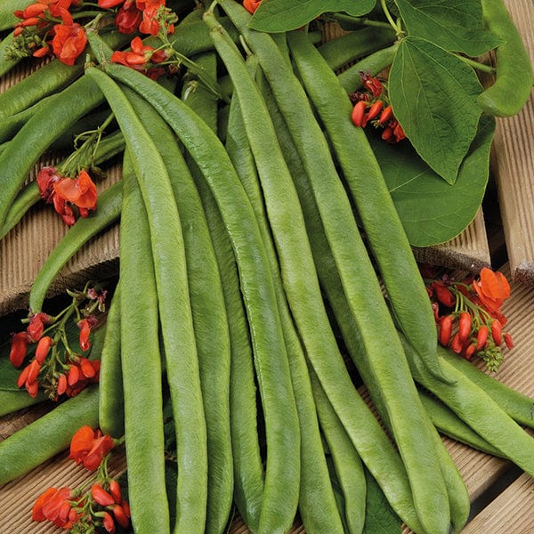 Runner Bean Guinness Record Seeds