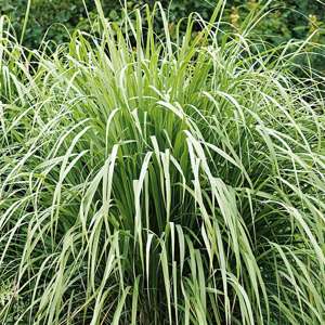 Lemon Grass Seeds