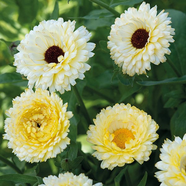 Calendula Snow Princess Seeds