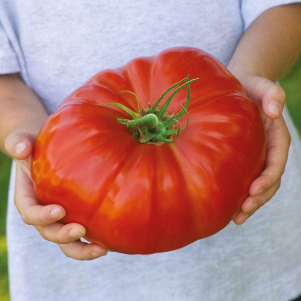 Tomato Gigantomo F1 Seeds