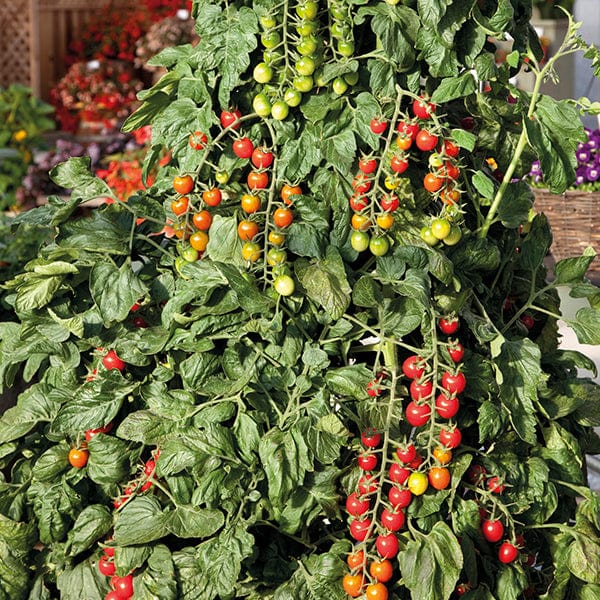 Tomato Sugar Gloss F1 Seeds from Mr Fothergill's Seeds and Plants