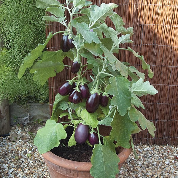 Aubergine Pot Black F1 Seeds